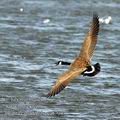 Branta_canadensis_ea5704