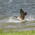 Branta_canadensis_ea5708