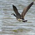 Branta_canadensis_ea5710