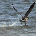 Branta_canadensis_ea5722