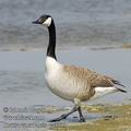 Branta_canadensis_ea5739