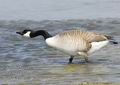 Branta_canadensis_ea5742