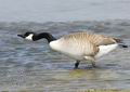 Branta_canadensis_ea5742