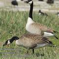 Branta_canadensis_ea5758