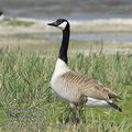 Branta_canadensis_ea5761