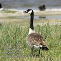 Branta_canadensis_ea5767