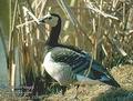 Branta_leucopsis