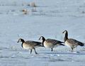 Branta_leucopsis_bi8701