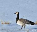 Branta_leucopsis_bi8732