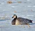 Branta_leucopsis_bi8749