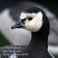 Branta_leucopsis_ea0702