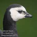 Branta_leucopsis_ea0731