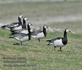Branta_leucopsis_ea4247