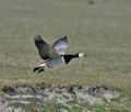 Branta_leucopsis_ea4299