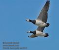 Branta_leucopsis_ea4515