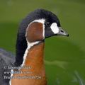 Branta_ruficollis_ea0724