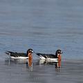 Branta_ruficollis_ec3753