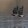 Branta_ruficollis_ec3757