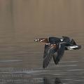 Branta_ruficollis_ec3762