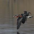 Branta_ruficollis_ec3764