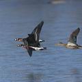 Branta_ruficollis_ec3768