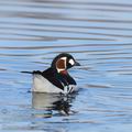 Branta_ruficollis_ec3799