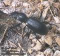 Broscus_cephalotes_11916