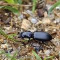 Broscus_cephalotes_bc9446