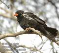 Bubalornis_niger_db5584