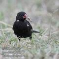 Bubalornis_niger_fb4961