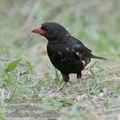 Bubalornis_niger_fb5013