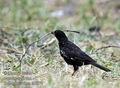 Bubalornis_niger_fb5079