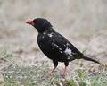 Bubalornis_niger_fb5103