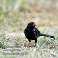 Bubalornis_niger_fb5107.jpg