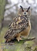 Bubo_bubo_fd0661