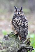 Bubo_bubo_fd0674