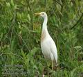 Bubulcus_ibis