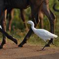 Bubulcus_ibis_ba8399