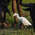 Bubulcus_ibis_ba8418.jpg