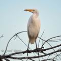 Bubulcus_ibis_ba9629