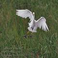 Bubulcus_ibis_bb4547.jpg