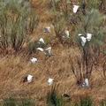 Bubulcus_ibis_bg7744