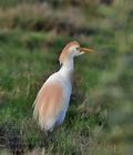 Bubulcus_ibis_bt8892