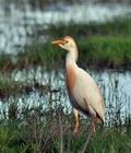 Bubulcus_ibis_bt8901