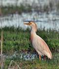 Bubulcus_ibis_bt8910