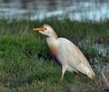 Bubulcus_ibis_bt8912