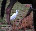 Bubulcus_ibis