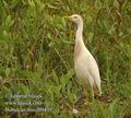 Bubulcus_ibis_db9435