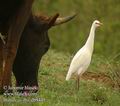 Bubulcus_ibis_db9445