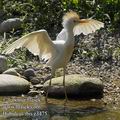 Bubulcus_ibis_e3475